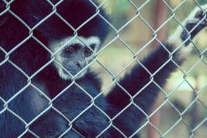 ongelukkig uitdrukking gibbon foto