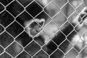 ongelukkig uitdrukking gibbon foto