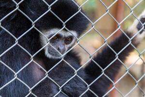 ongelukkig uitdrukking gibbon foto