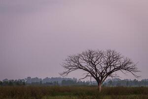 dood boom en lucht foto