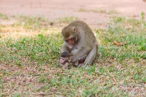 moeder aap vinden luis en cootie voor baby aap foto