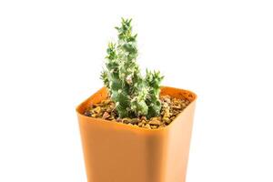 cactus in de klein pot foto