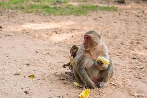 moeder aap en baby aap zit Aan de zand foto