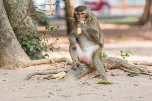 aap zit Aan de boom en eet banaan foto