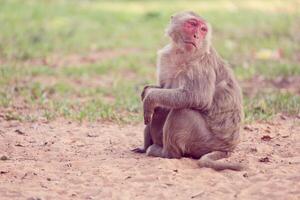 eenzaam aap zittend Aan de gras foto