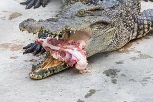 krokodil eten vlees foto