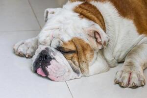 mannetje Engels bulldog foto