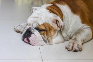 mannetje Engels bulldog foto