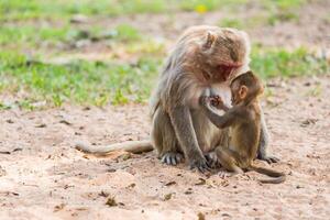 baby aap houden de moeder mokey borst foto