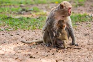 baby aap houden de moeder mokey borst foto