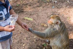 aap nemen voedsel van jongen hand- foto
