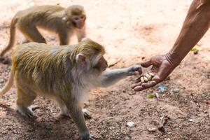 aap nemen voedsel van van mensen hand- foto