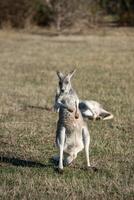 kangoeroes in phillip eiland dieren in het wild park foto