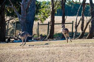 kangoeroes in phillip eiland dieren in het wild park foto