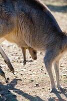 kangoeroes in phillip eiland dieren in het wild park foto