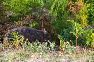 Australië wild wombat in nationaal park foto