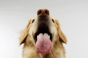 portret van een aanbiddelijk gemengd ras hond foto