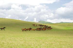 kudde van de Kazachs paard, het is hoog in bergen naar in de buurt Almaty foto