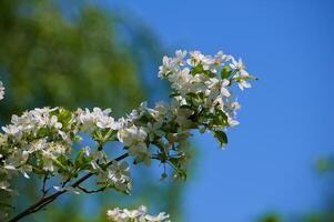 takken van een bloeiende appelboom foto