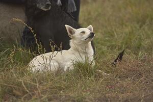 weinig hond in de gras foto