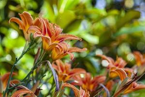 oranje lilium bloem detail 10 foto