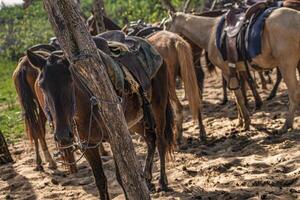 paarden vastgebonden aan een boom 2 foto