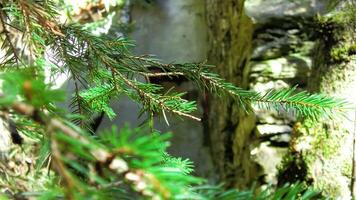 berg hout detail 4 foto