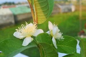 kristal guava bloemen toenemen vers in de ochtend- foto