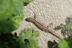 foto van een hagedis schuilplaats in de struiken