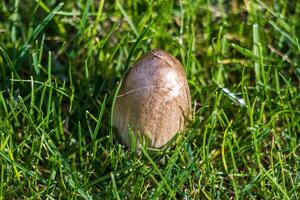 macro foto van een paddestoel groeit van de grond