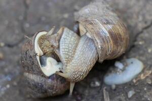 dichtbij omhoog foto van twee slakken paring