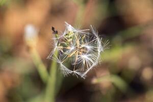 foto van een verwelken paardebloem