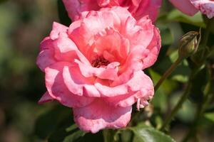 dichtbij omhoog foto van een levendig roze bloem