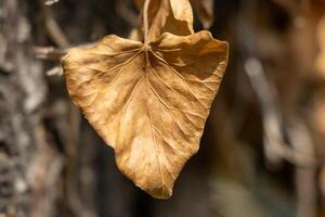 macro foto van een verwelken blad in herfst