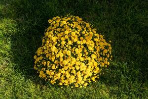 detailopname foto van een boeket van geel bloemen