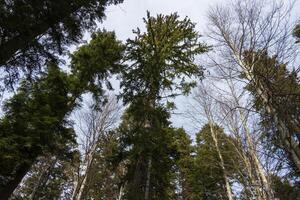 foto van Woud bomen