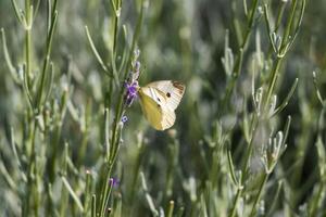 dichtbij omhoog foto van een vlinder drinken nectar van een bloem