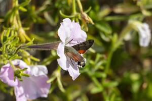 macro foto van een koning mot drinken nectar van bloemen