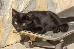 foto van een aanbiddelijk schattig baby kat ontspannende Aan een skateboard