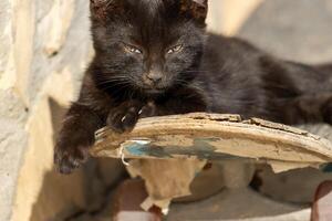 foto van een aanbiddelijk schattig baby kat ontspannende Aan een skateboard