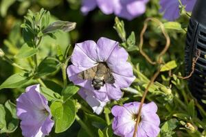 macro foto van een koning mot drinken nectar van bloemen