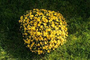 detailopname foto van een boeket van geel bloemen