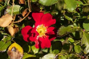 dichtbij omhoog foto van een rood bloem