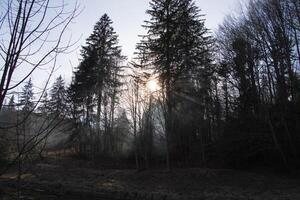 landschap foto van de nevel in de bossen