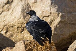 dichtbij omhoog foto van een met een kap kraai ontspannende Aan de strand