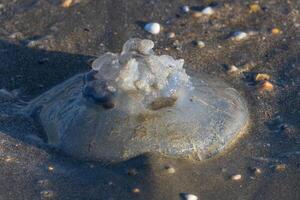 dichtbij omhoog foto van groot gelei vis gewassen omhoog Aan de zee kust