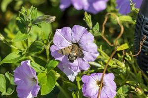 macro foto van een koning mot drinken nectar van bloemen