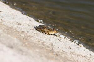 detailopname foto van een kikker ontspannende door de meer