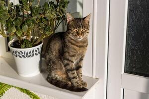 dichtbij omhoog foto van een aanbiddelijk schattig kat ontspannende