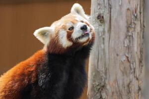 dichtbij omhoog foto van een rood panda ontspannende